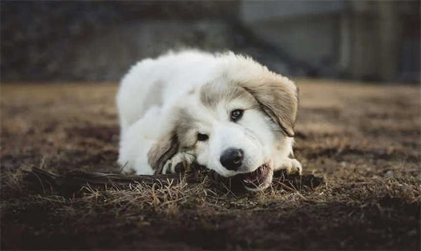 고양이 이빨 닦는 법, 이렇게 쉽다고? 초보 집사도 성공하는 꿀팁