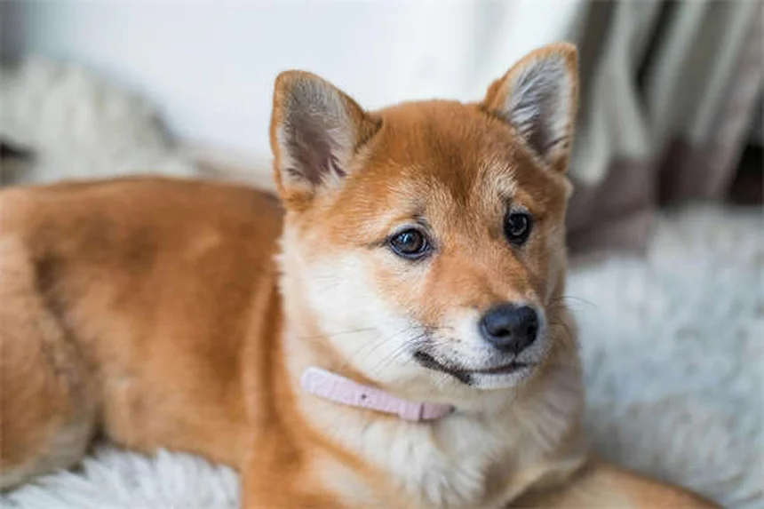고양이 머리 위에서 자는 이유 5가지 (알고 나면 더 사랑스러워져요)