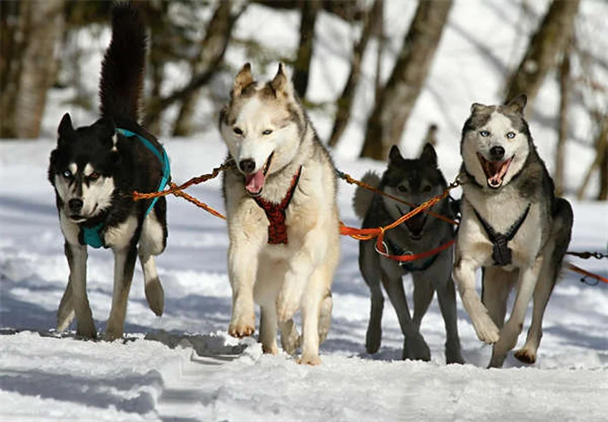새끼 고양이 예방접종 꼭 필요한 시기와 방법 총정리