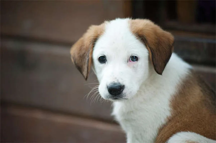 고양이 스트레스 해소법 5가지: 무서워하는 반려묘 진정시키는 법