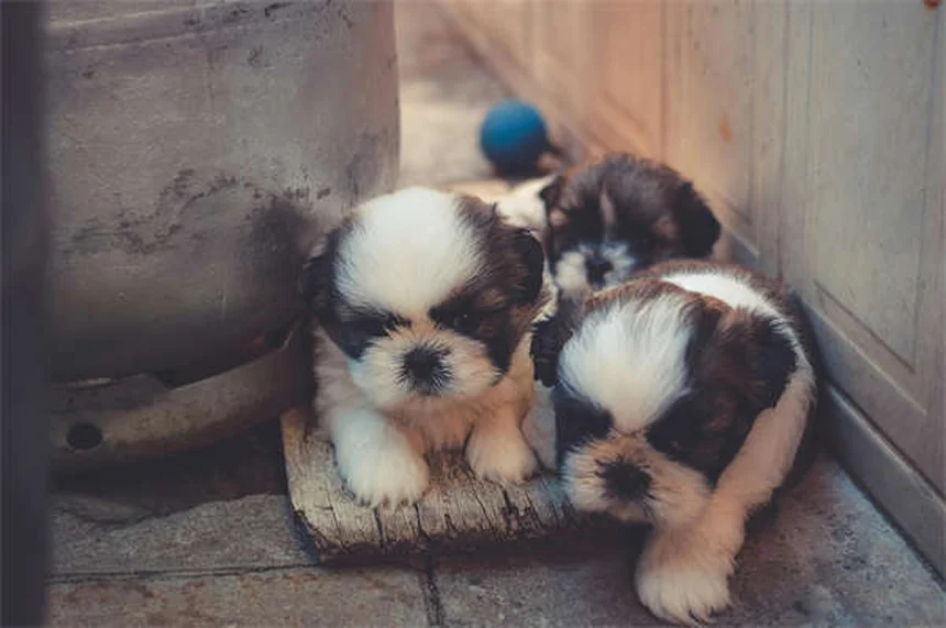 고양이 운동 필수 팁 13가지: 건강한 반려묘를 위한 완벽 가이드
